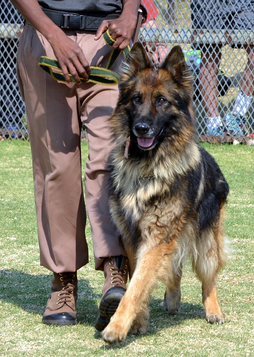 dressage chien