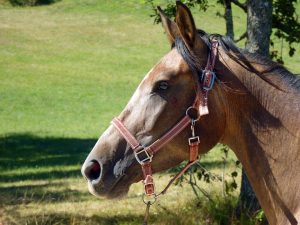 Lire la suite à propos de l’article Quels sont les meilleurs équipements pour votre ferme à chevaux ?