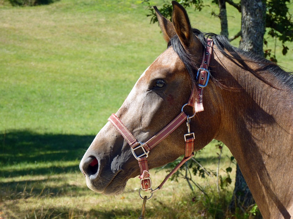 licol cheval